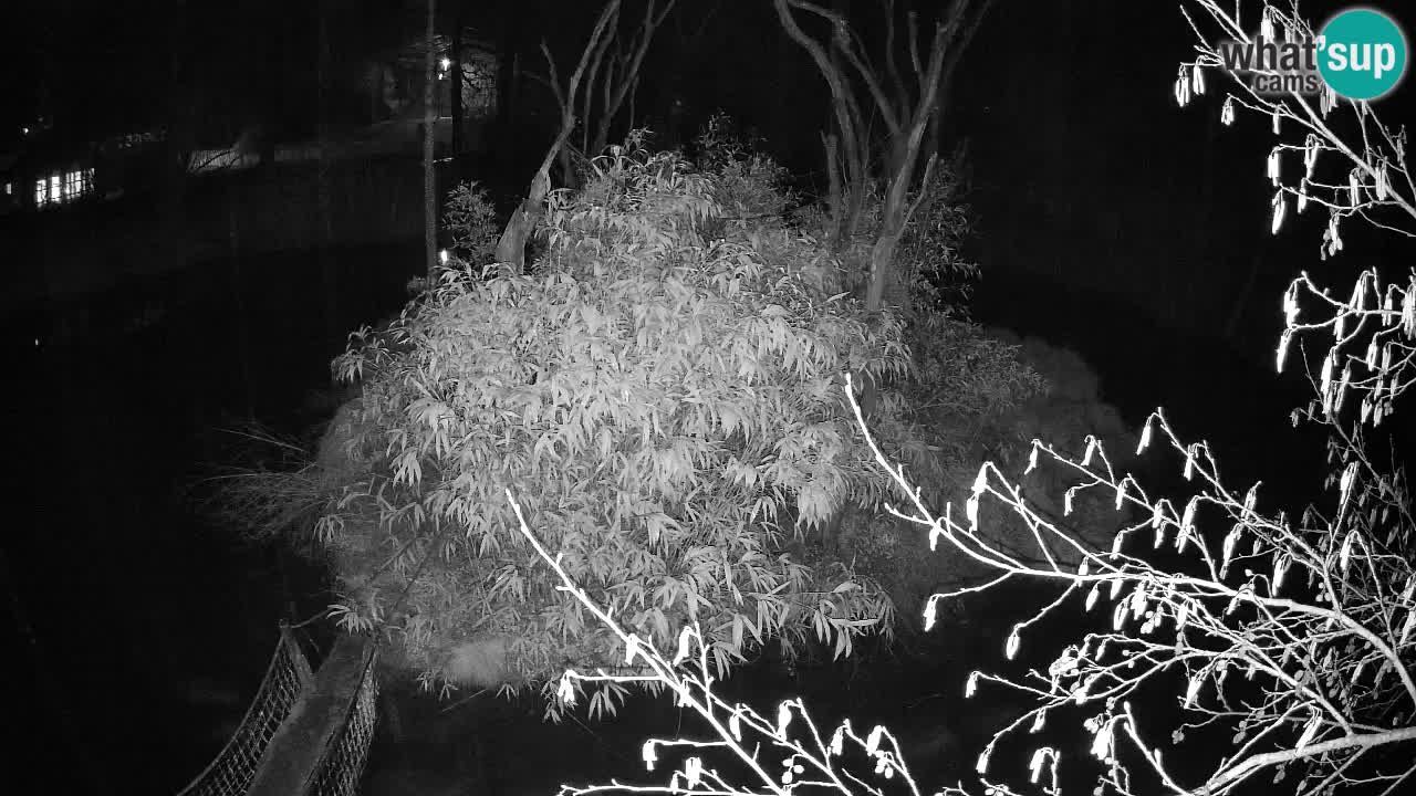 Gibon – Nomascus gabriellae – Zoo Ljubljana web kamera