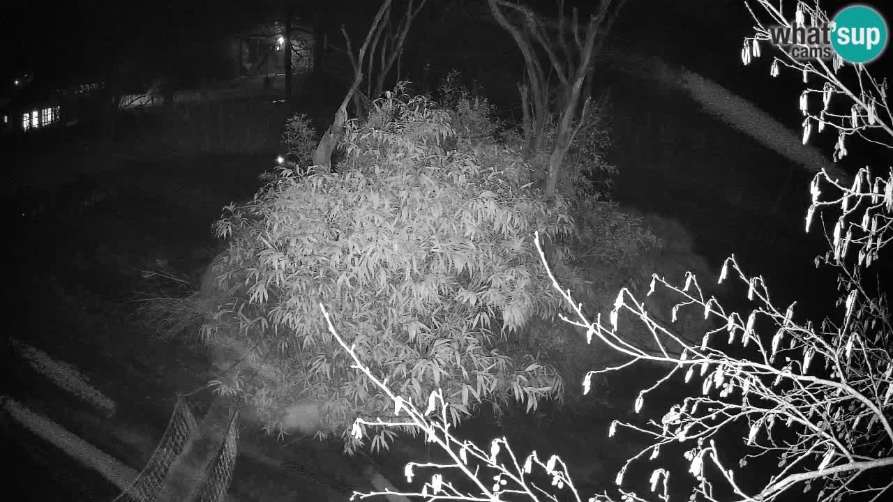 Yellow-cheeked gibbon Zoo Ljubljana livecam