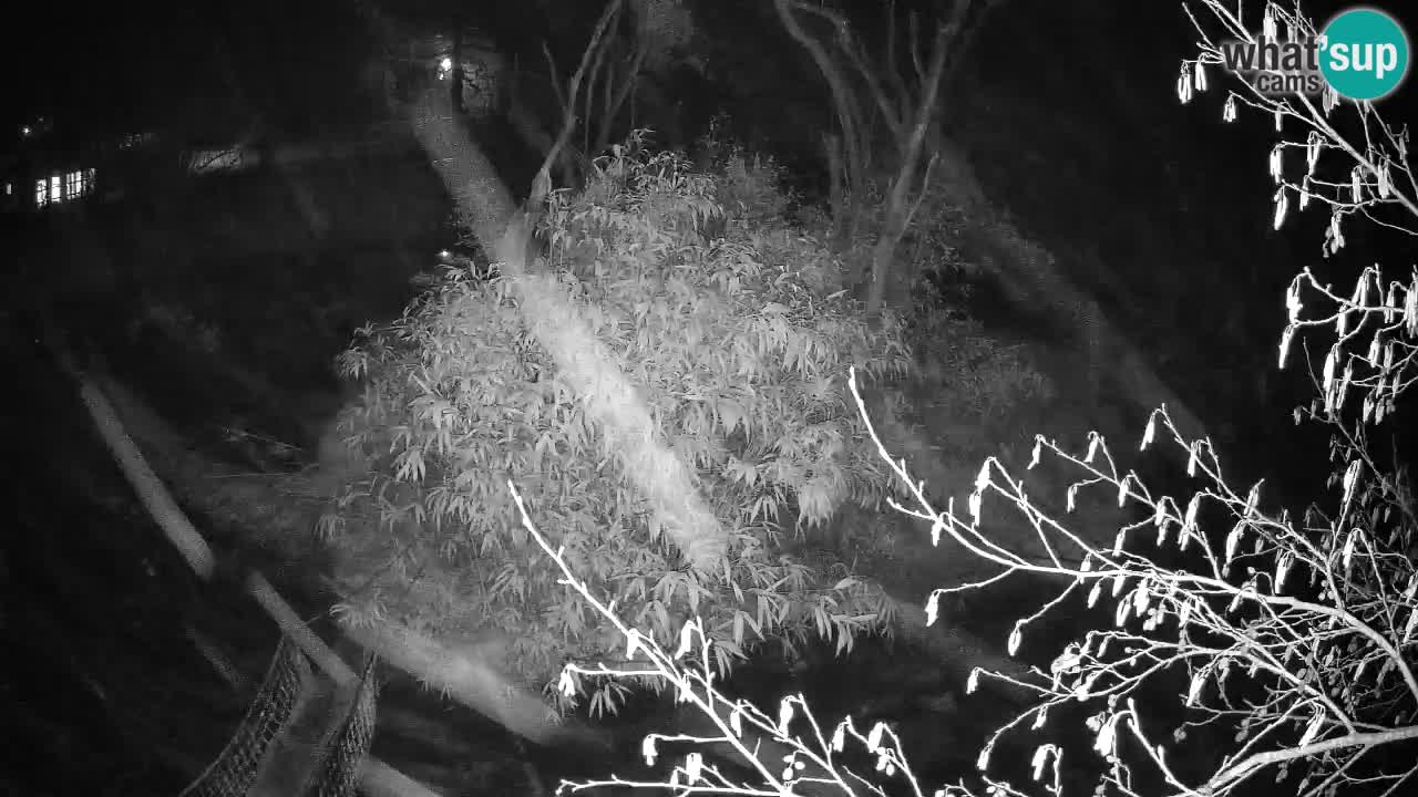 Zlatolični gibon živalski vrt Ljubljana