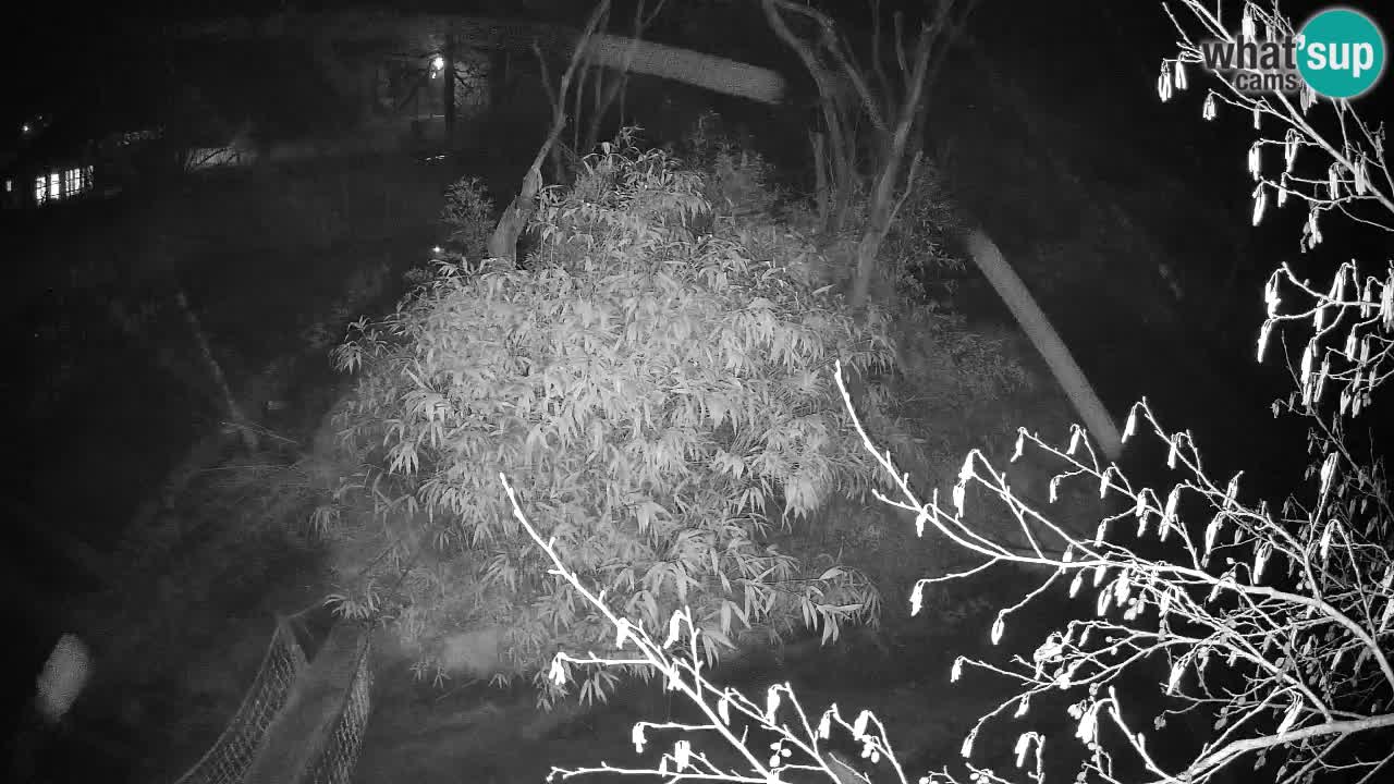 Gibon – Nomascus gabriellae – Zoo Ljubljana web kamera