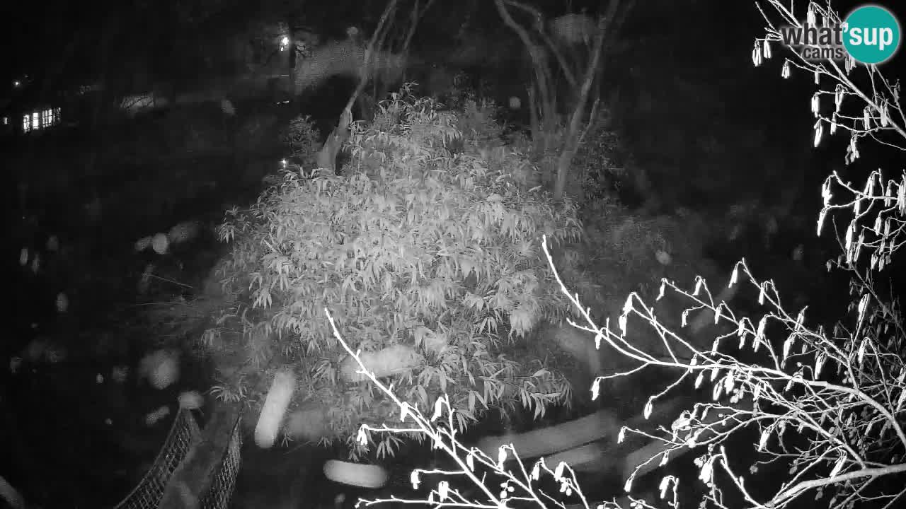 Gibbon à joues jaunes Zoo Ljubljana live cam