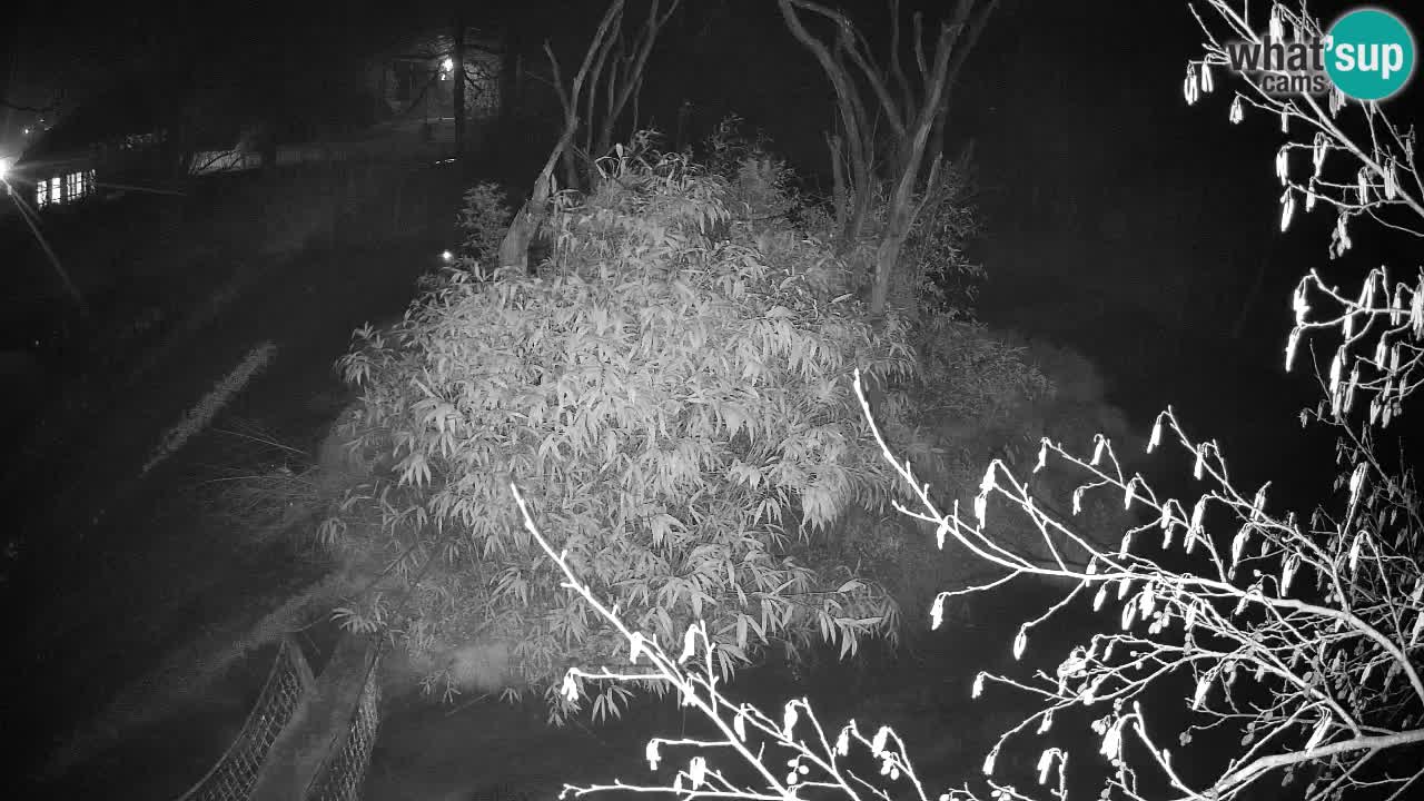 Südlicher Gelbwangen-Schopfgibbon Zoo Ljubljana webcam