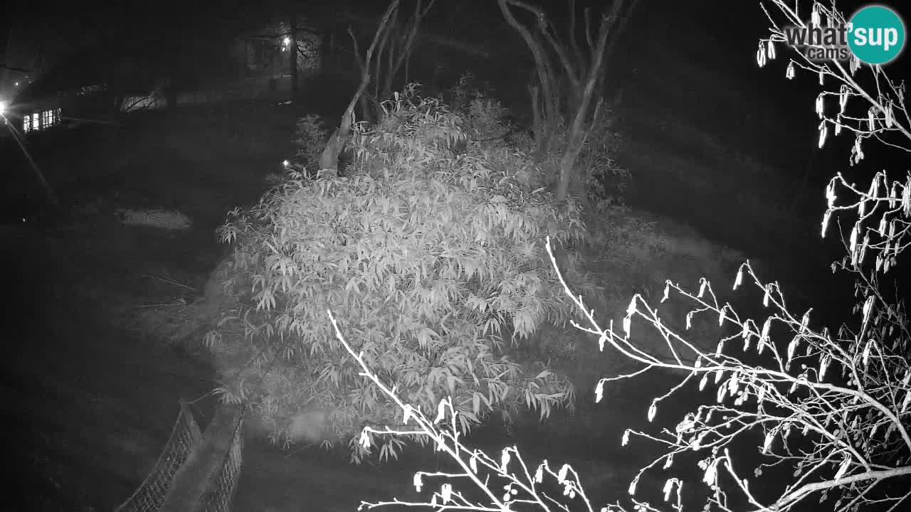 Zlatolični gibon živalski vrt Ljubljana