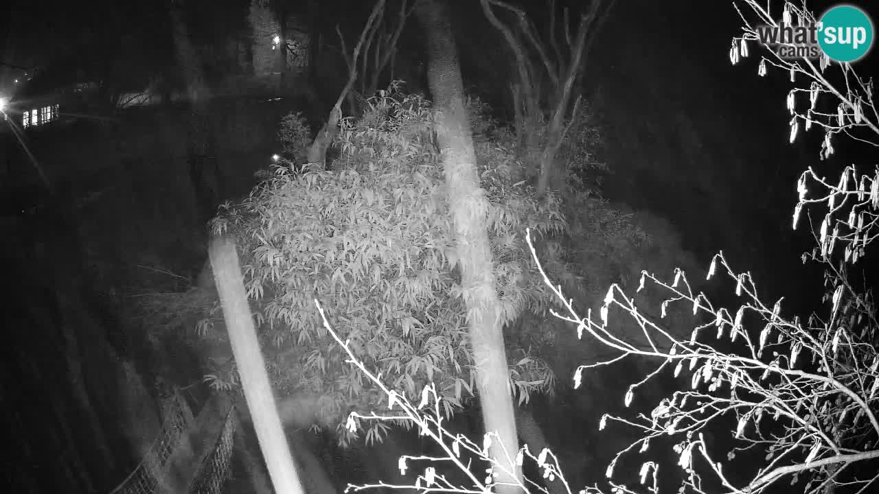 Yellow-cheeked gibbon Zoo Ljubljana livecam