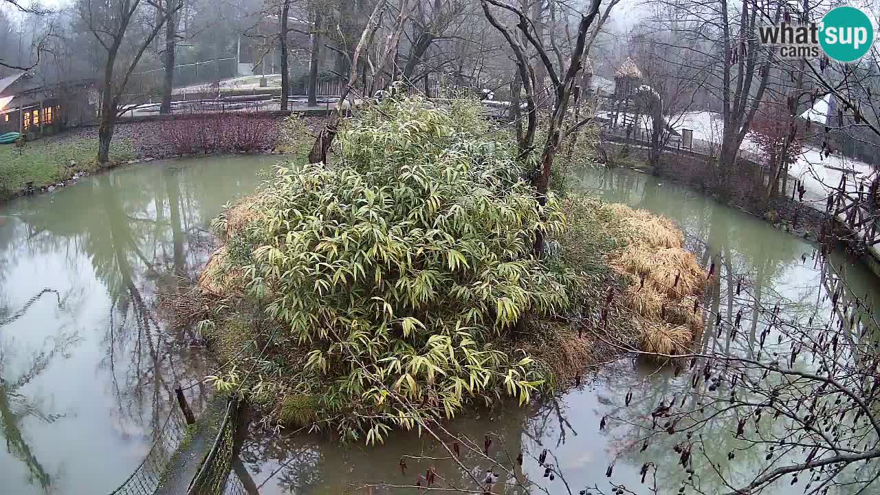 Südlicher Gelbwangen-Schopfgibbon Zoo Ljubljana webcam