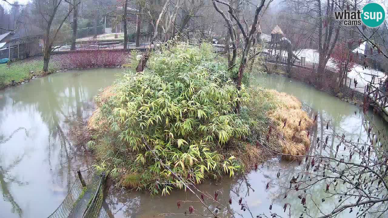 Südlicher Gelbwangen-Schopfgibbon Zoo Ljubljana webcam