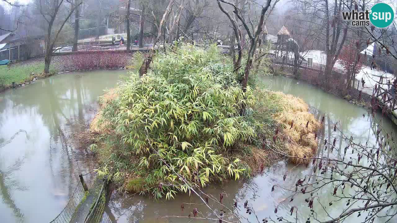 Südlicher Gelbwangen-Schopfgibbon Zoo Ljubljana webcam