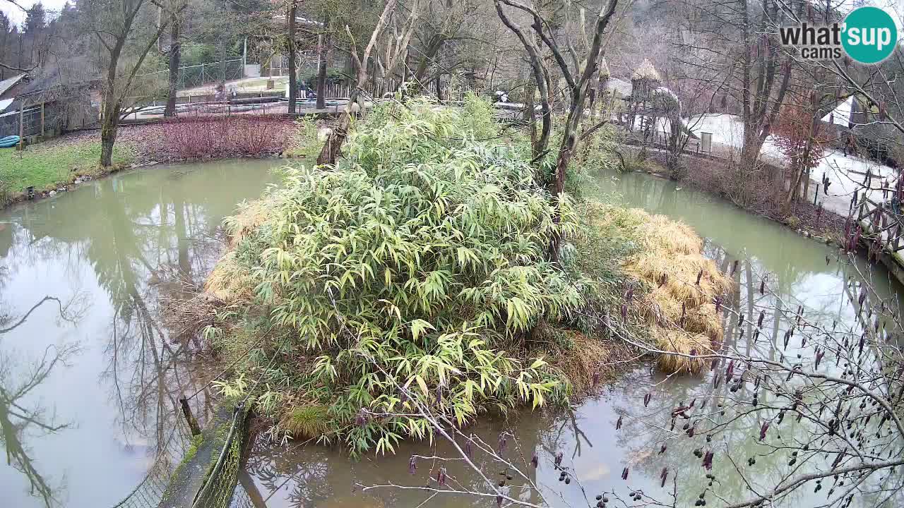 Südlicher Gelbwangen-Schopfgibbon Zoo Ljubljana webcam