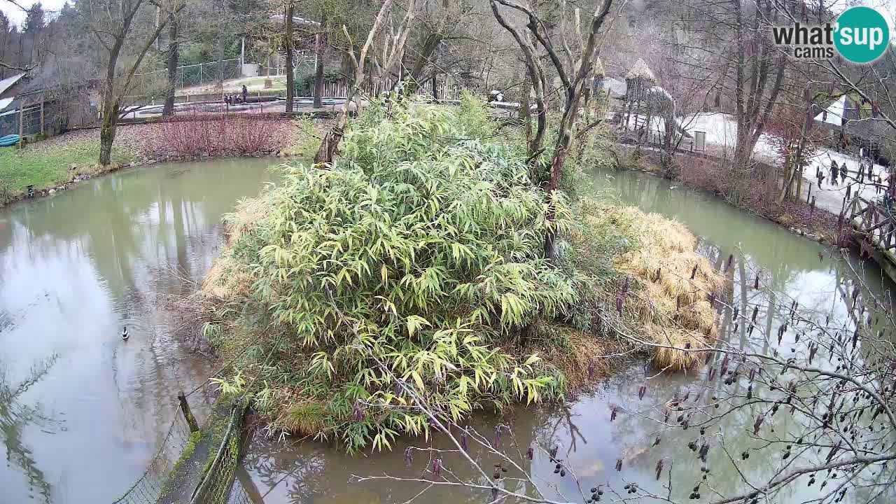 Zlatolični gibon živalski vrt Ljubljana