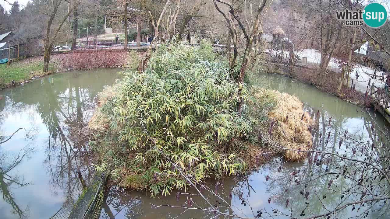 Südlicher Gelbwangen-Schopfgibbon Zoo Ljubljana webcam