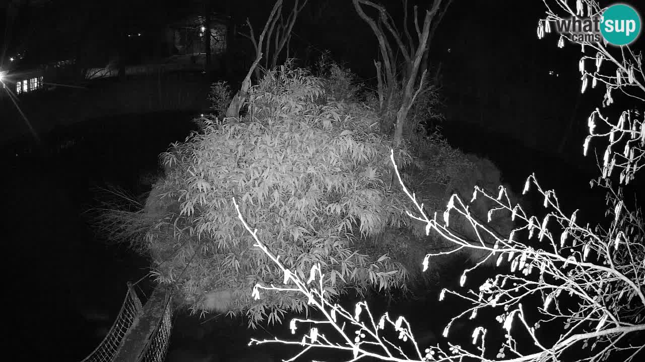 Südlicher Gelbwangen-Schopfgibbon Zoo Ljubljana webcam