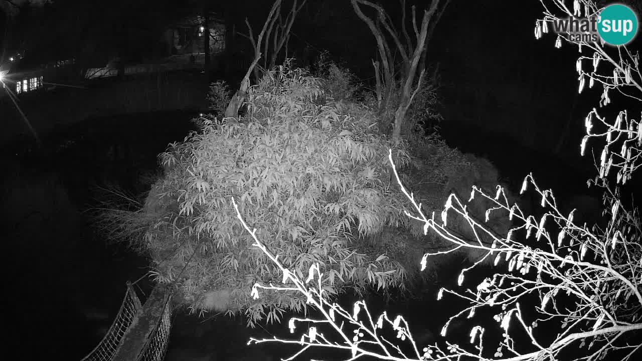 Südlicher Gelbwangen-Schopfgibbon Zoo Ljubljana webcam