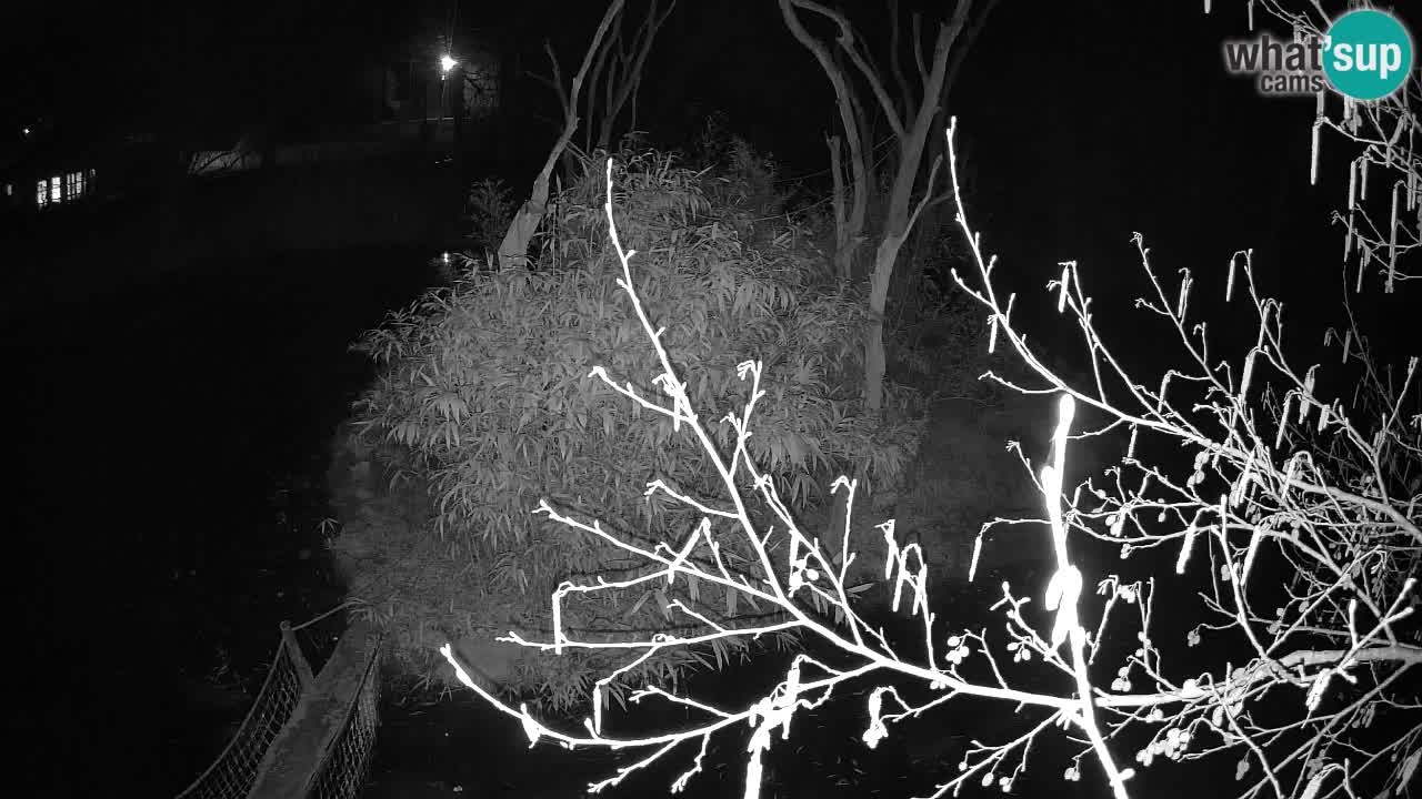 Gibbone dalle guance rosa nello ZOO di Ljubljana