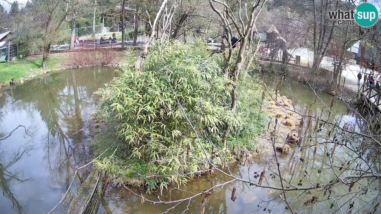 Gibon – Nomascus gabriellae – Zoo Ljubljana web kamera