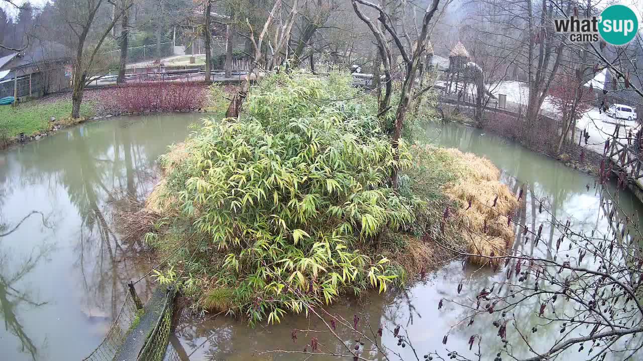 Gibbone dalle guance rosa nello ZOO di Ljubljana