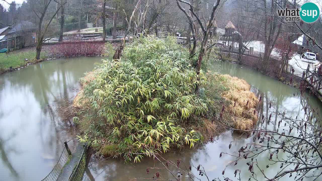Gibbone dalle guance rosa nello ZOO di Ljubljana