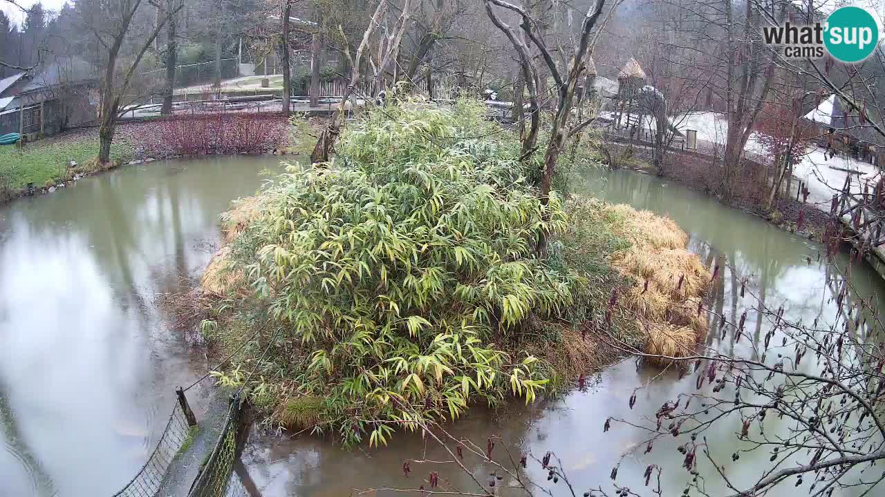 Gibon – Nomascus gabriellae – Zoo Ljubljana web kamera