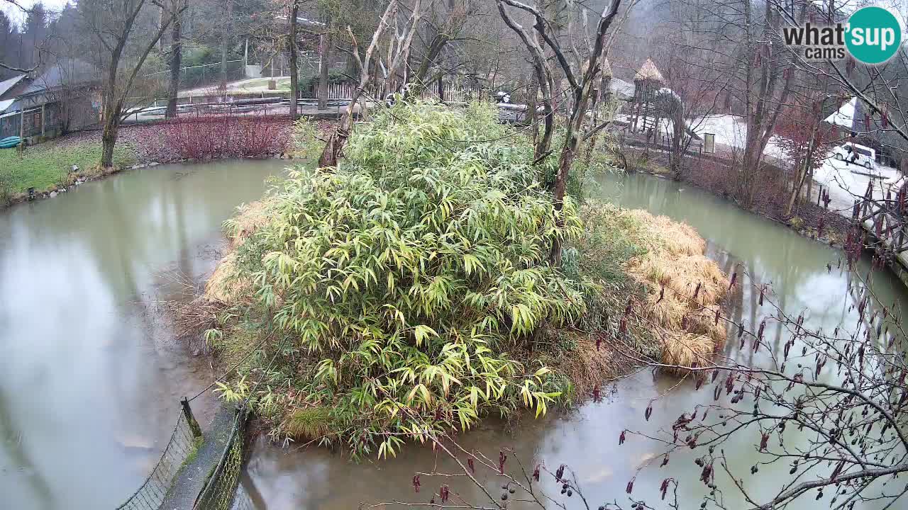 Gibbone dalle guance rosa nello ZOO di Ljubljana