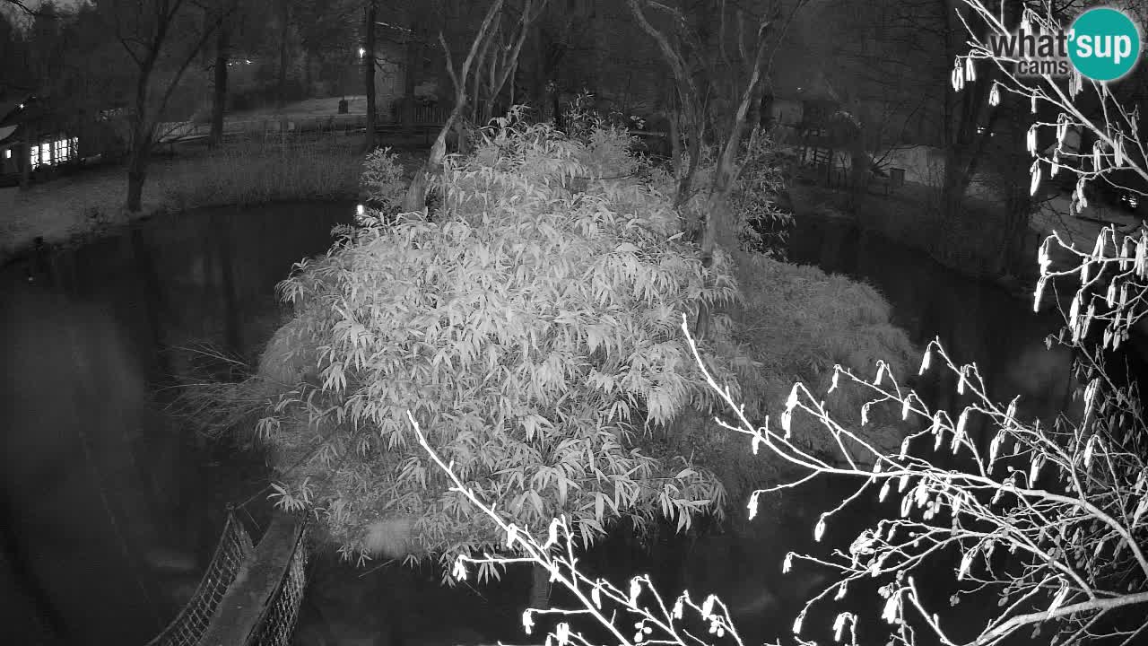 Gibon – Nomascus gabriellae – Zoo Ljubljana web kamera