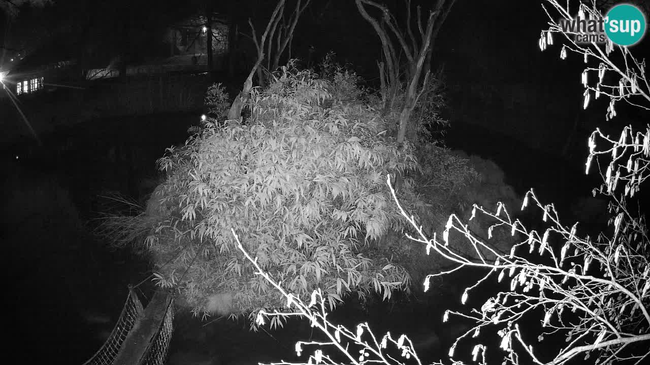 Yellow-cheeked gibbon Zoo Ljubljana livecam