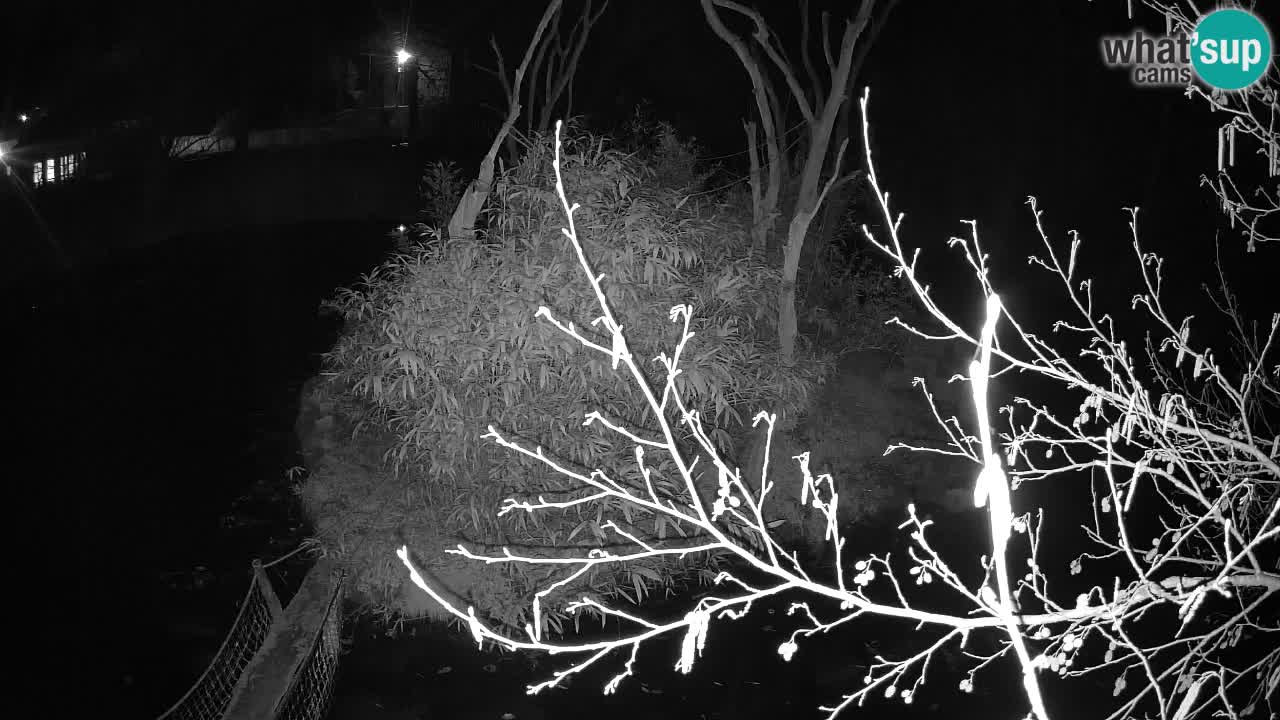 Südlicher Gelbwangen-Schopfgibbon Zoo Ljubljana webcam