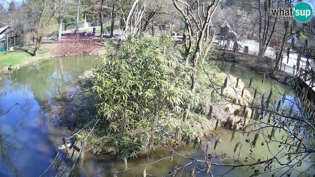 Yellow-cheeked gibbon Zoo Ljubljana livecam