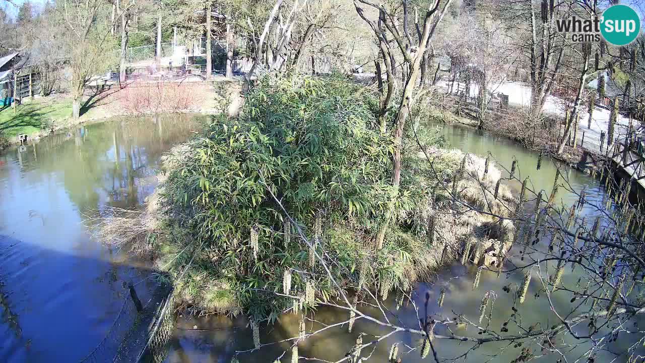 Zlatolični gibon živalski vrt Ljubljana