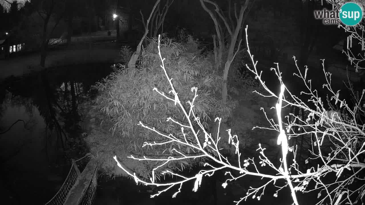 Gibbon à joues jaunes Zoo Ljubljana live cam