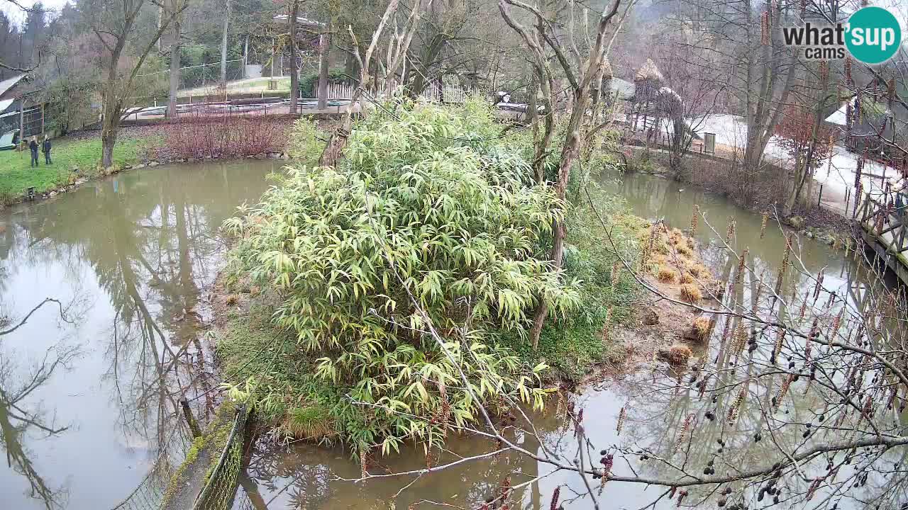 Gibbon à joues jaunes Zoo Ljubljana live cam
