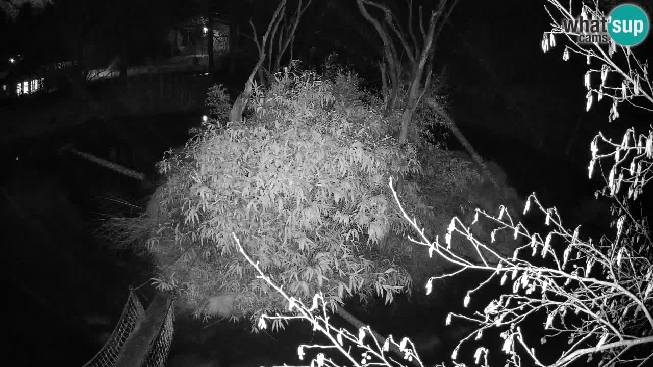 Gibbon à joues jaunes Zoo Ljubljana live cam