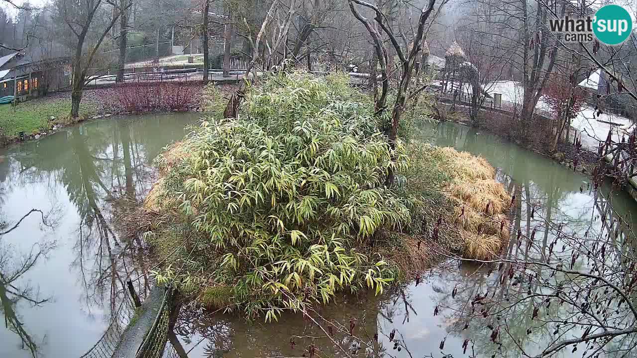Yellow-cheeked gibbon Zoo Ljubljana livecam