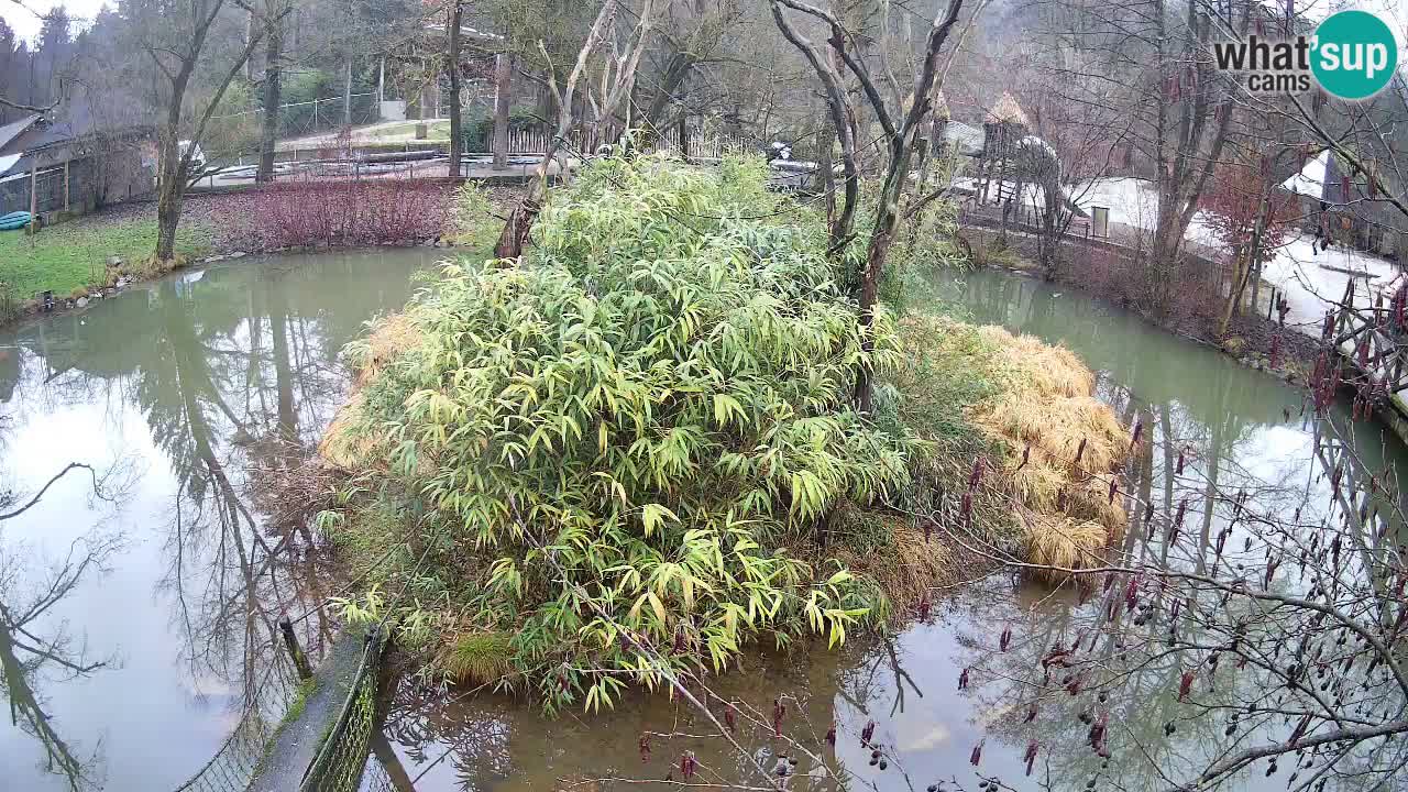 Gibon – Nomascus gabriellae – Zoo Ljubljana web kamera