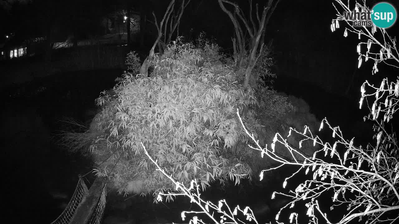 Gibbon à joues jaunes Zoo Ljubljana live cam