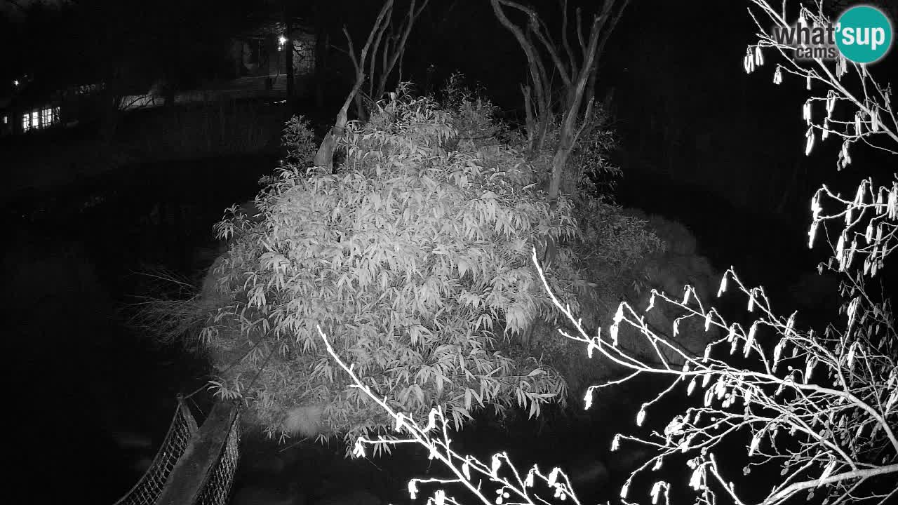 Gibbon à joues jaunes Zoo Ljubljana live cam