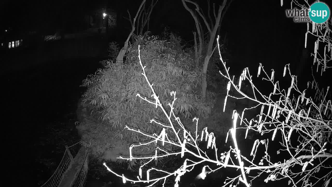 Yellow-cheeked gibbon Zoo Ljubljana livecam