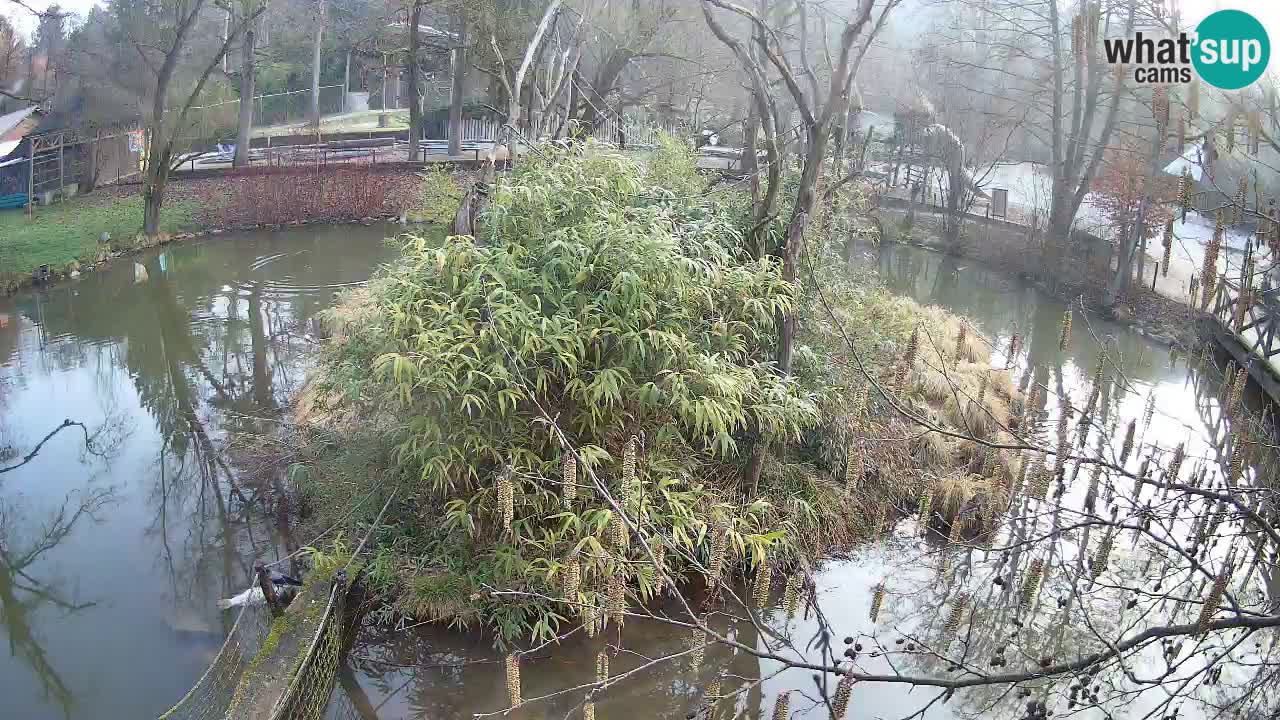 Gibón de mejillas beige Zoo Ljubljana