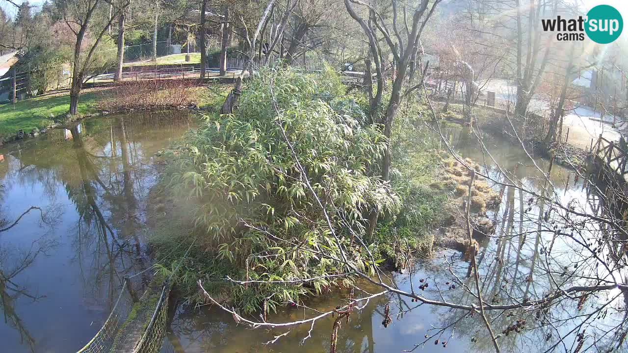 Gibón de mejillas beige Zoo Ljubljana