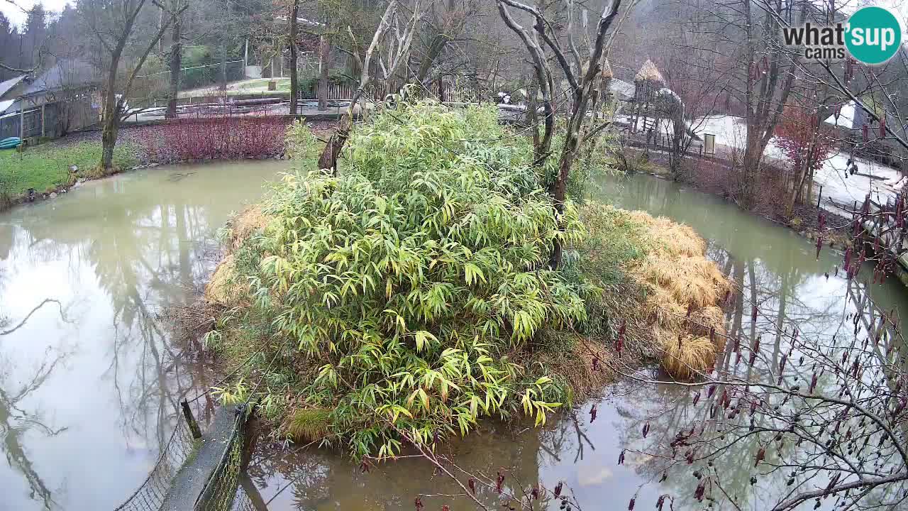Gibón de mejillas beige Zoo Ljubljana