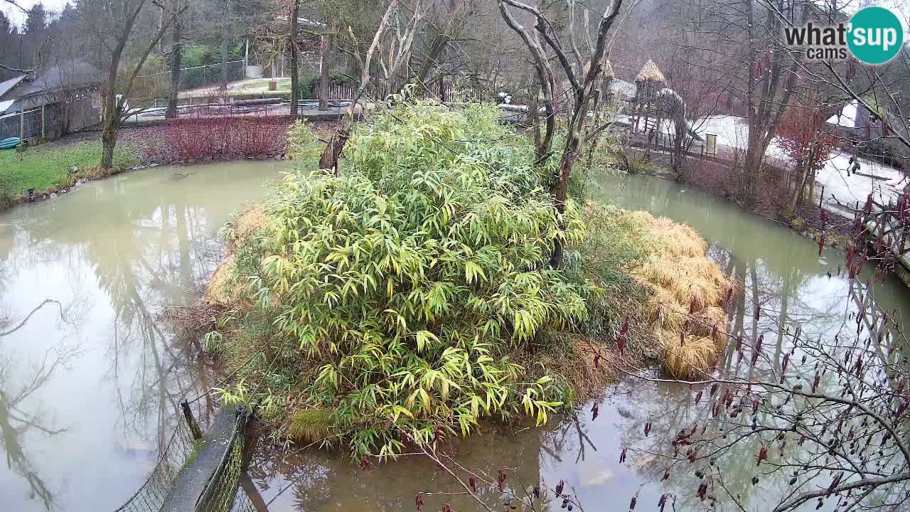 Gibon – Nomascus gabriellae – Zoo Ljubljana web kamera
