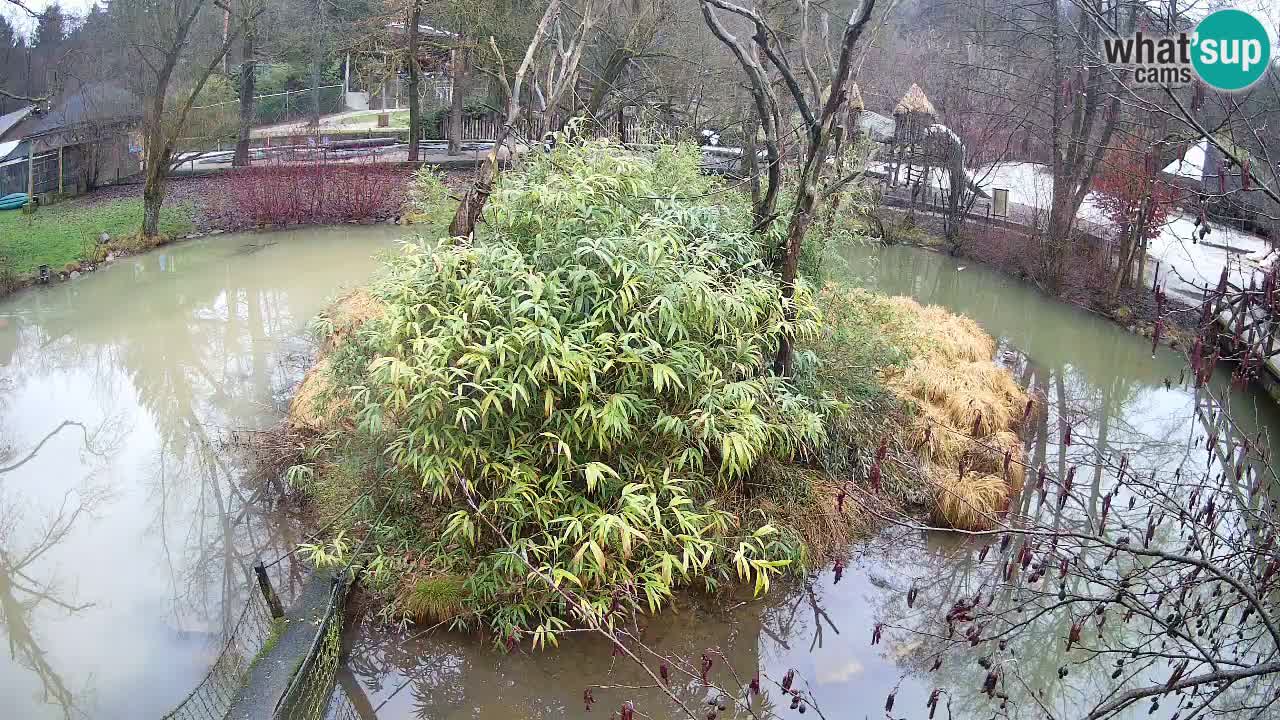 Gibbone dalle guance rosa nello ZOO di Ljubljana