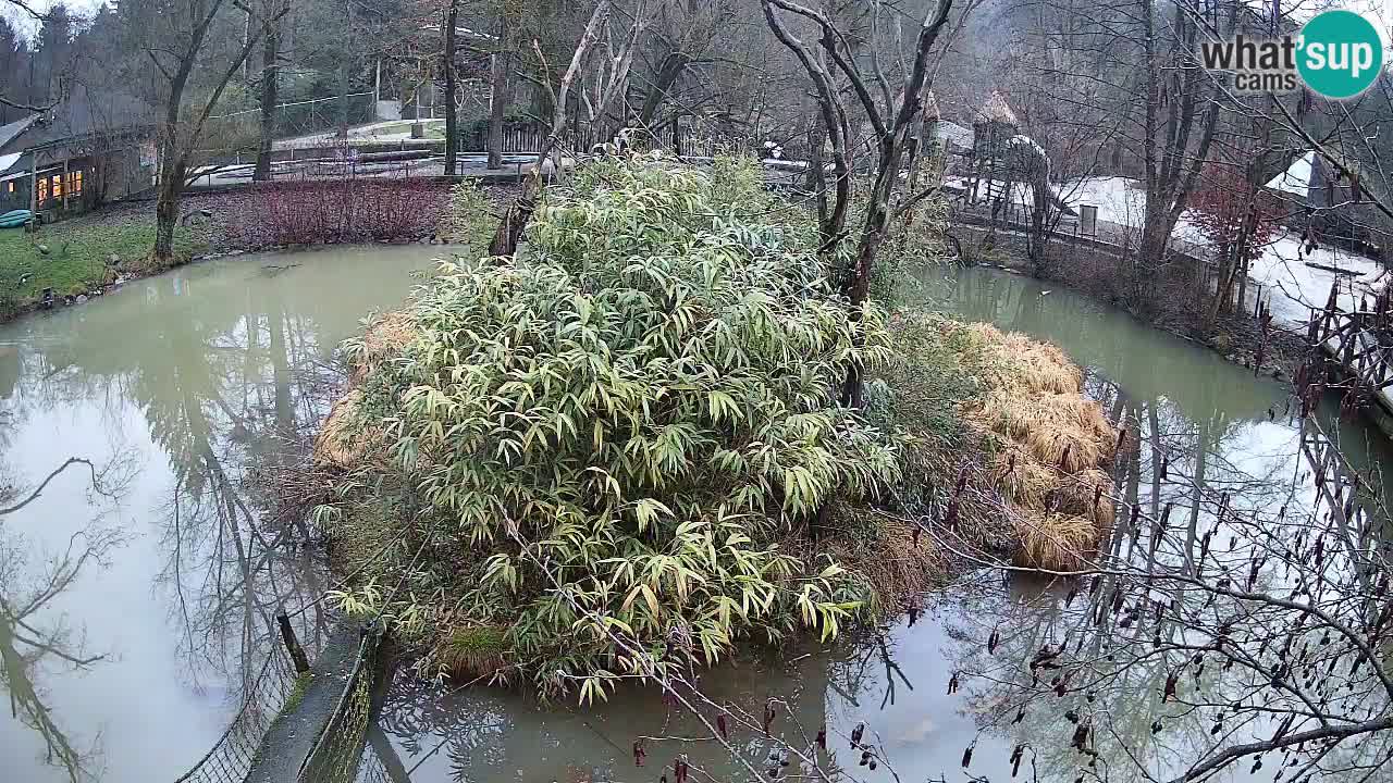 Gibbone dalle guance rosa nello ZOO di Ljubljana