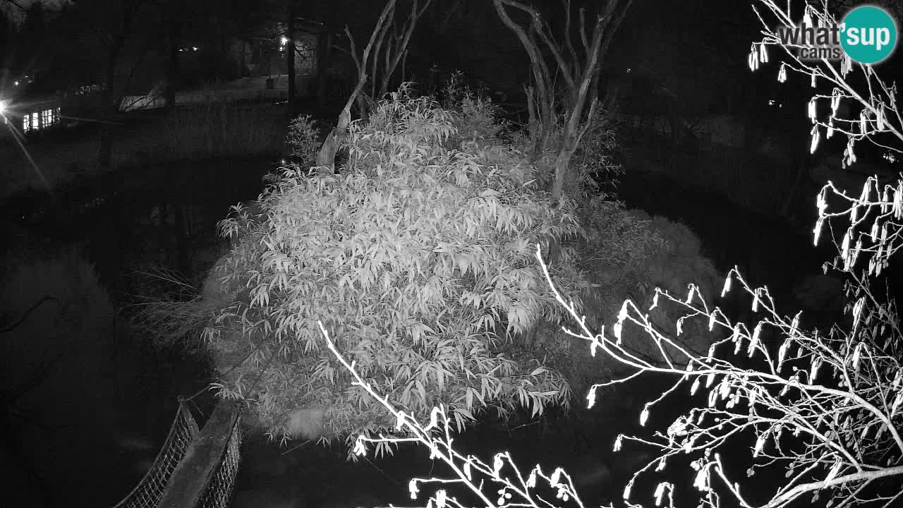 Südlicher Gelbwangen-Schopfgibbon Zoo Ljubljana webcam