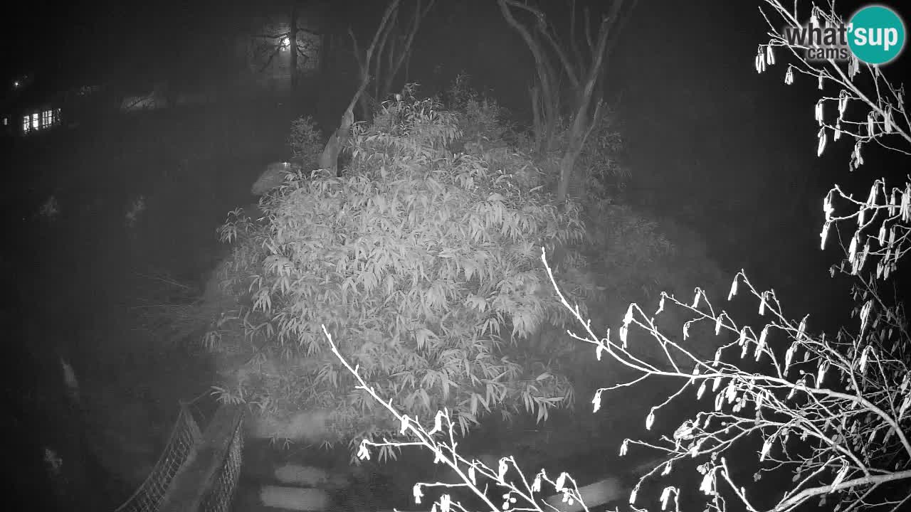 Gibon – Nomascus gabriellae – Zoo Ljubljana web kamera