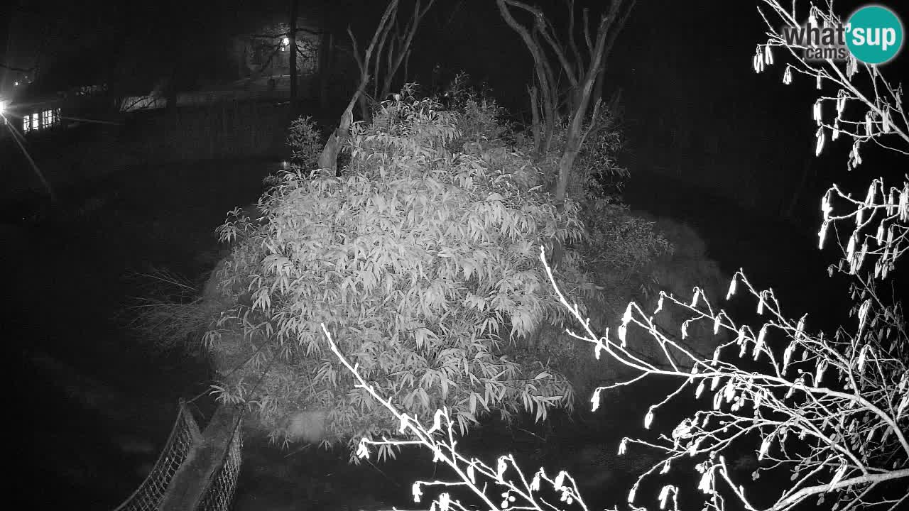 Südlicher Gelbwangen-Schopfgibbon Zoo Ljubljana webcam