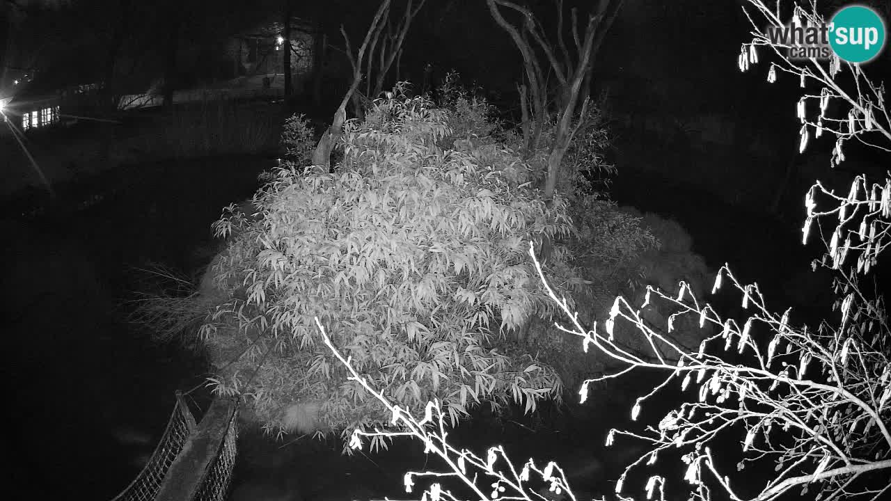 Gibón de mejillas beige Zoo Ljubljana