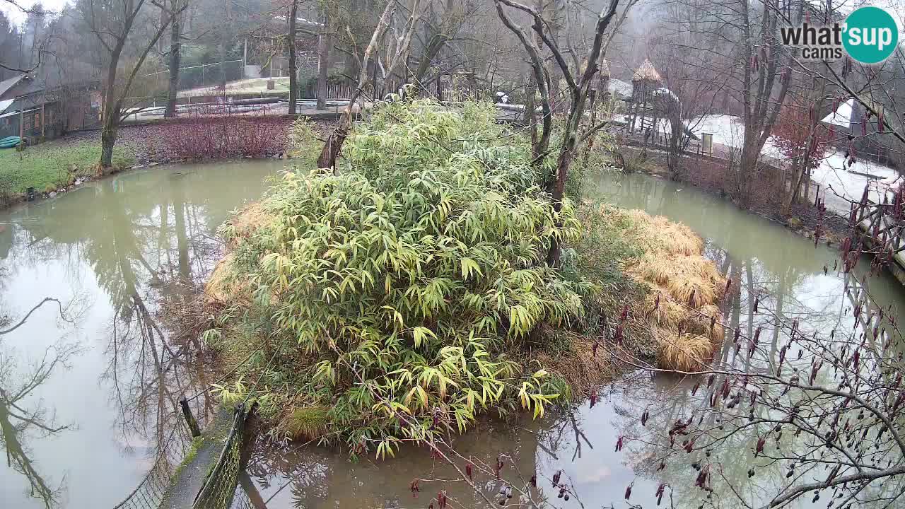 Südlicher Gelbwangen-Schopfgibbon Zoo Ljubljana webcam