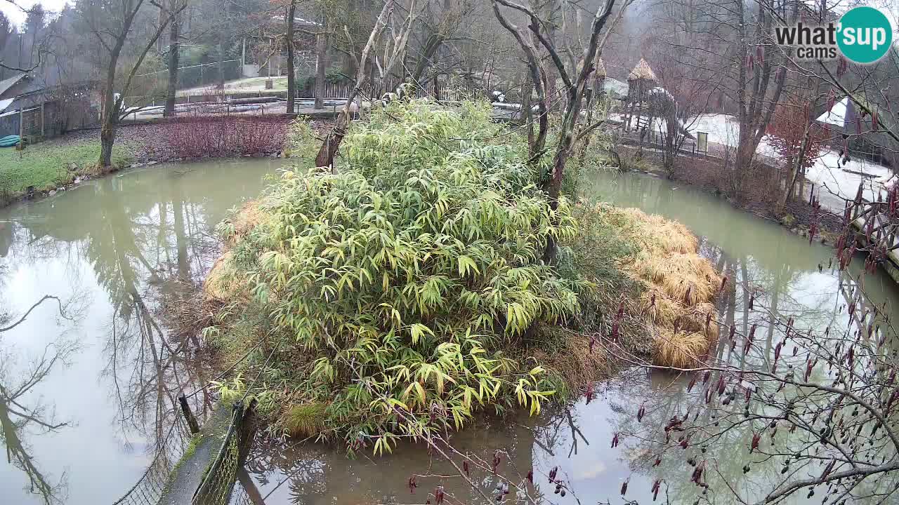 Gibón de mejillas beige Zoo Ljubljana