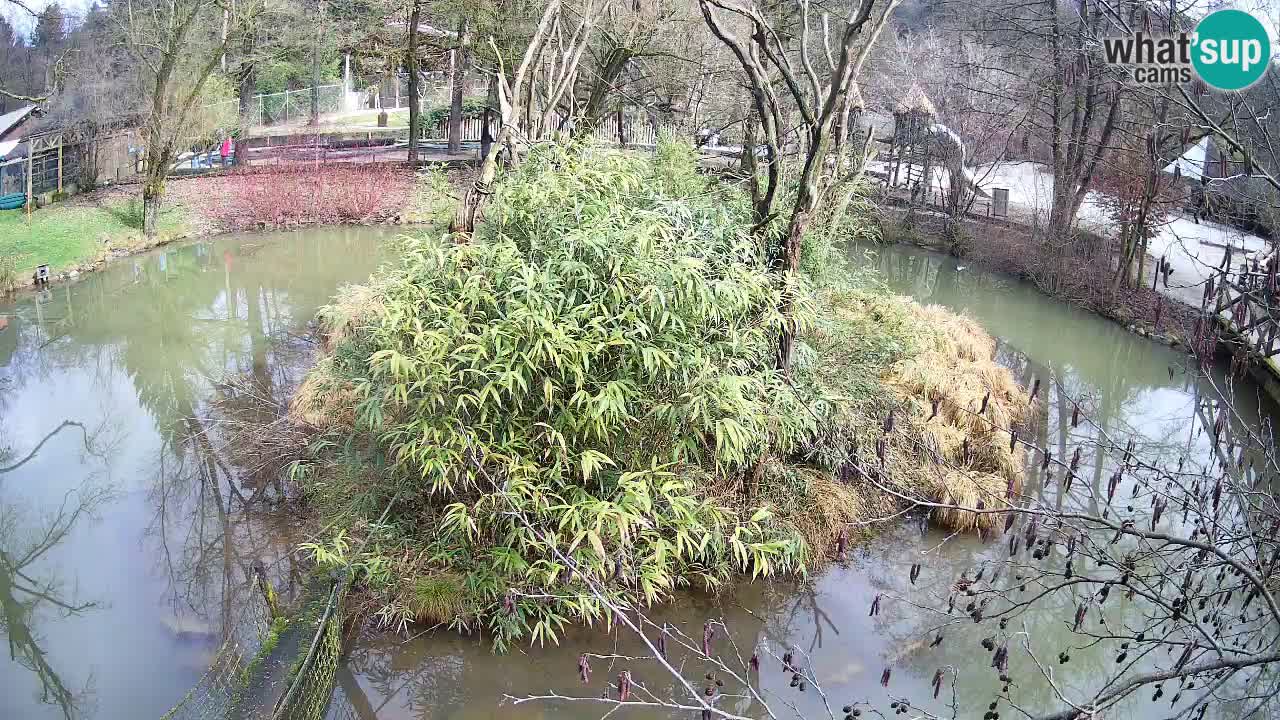 Südlicher Gelbwangen-Schopfgibbon Zoo Ljubljana webcam