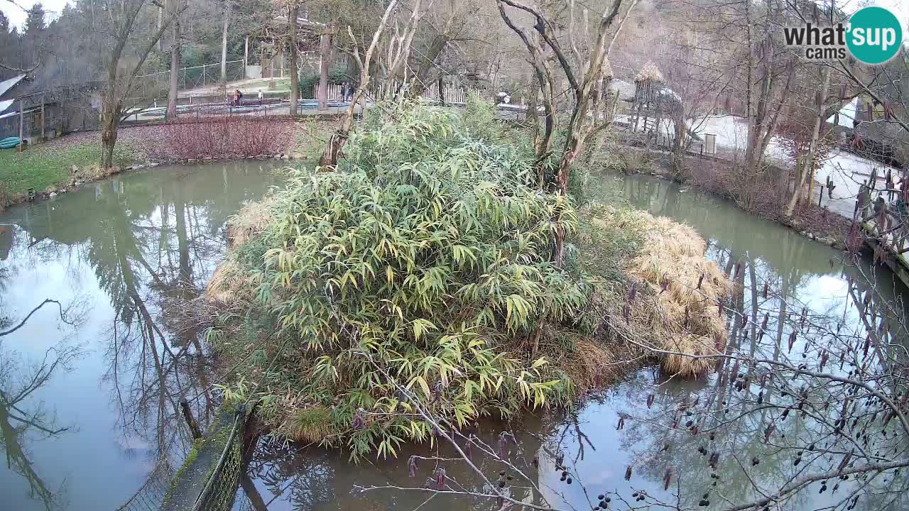 Gibón de mejillas beige Zoo Ljubljana