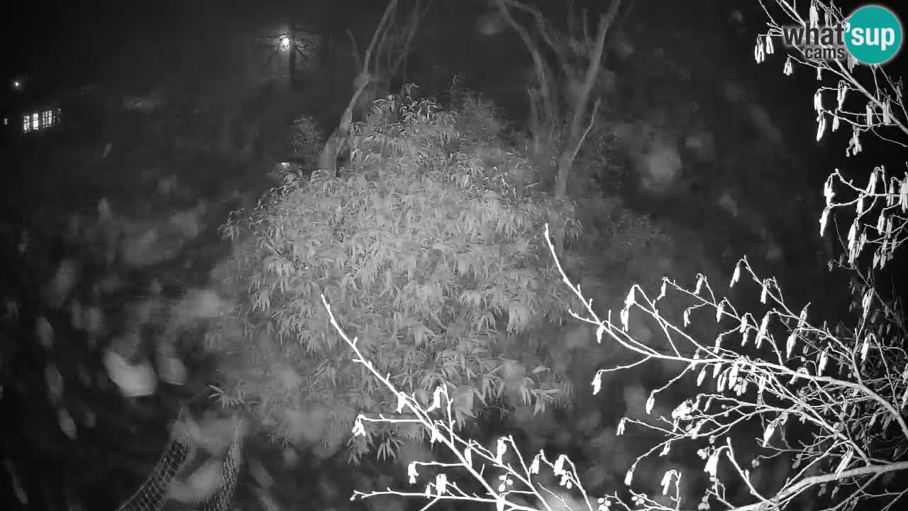 Yellow-cheeked gibbon Zoo Ljubljana livecam